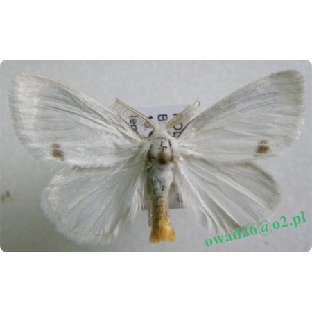 Euproctis similis (Fuessly, 1775) male Kuprówka złotnica